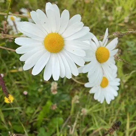 Prázdninový dům Kathleen's Carrowkeel